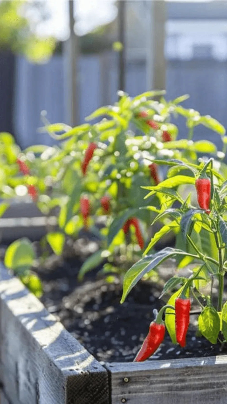 Chili 'Jalapeño M' frø – foto af grøntsagsplanten