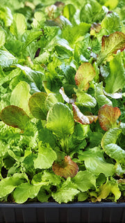 Blandet salat-microgrønt i sort bakke med grønne og røde blade