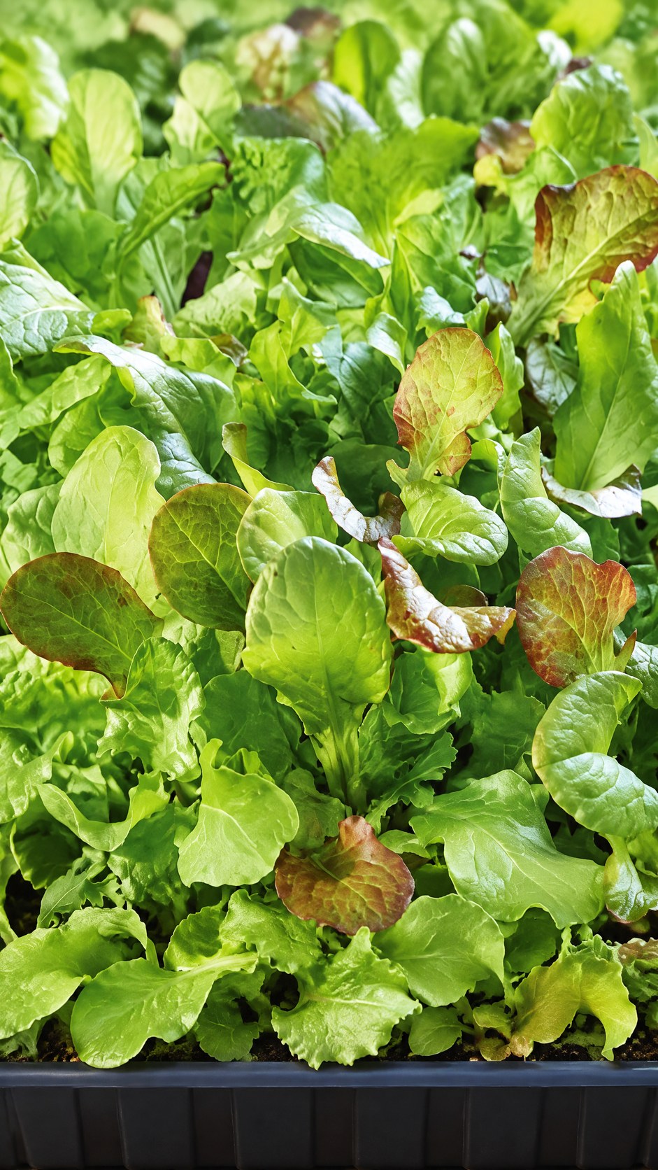 Blandet salat-microgrønt i sort bakke med grønne og røde blade