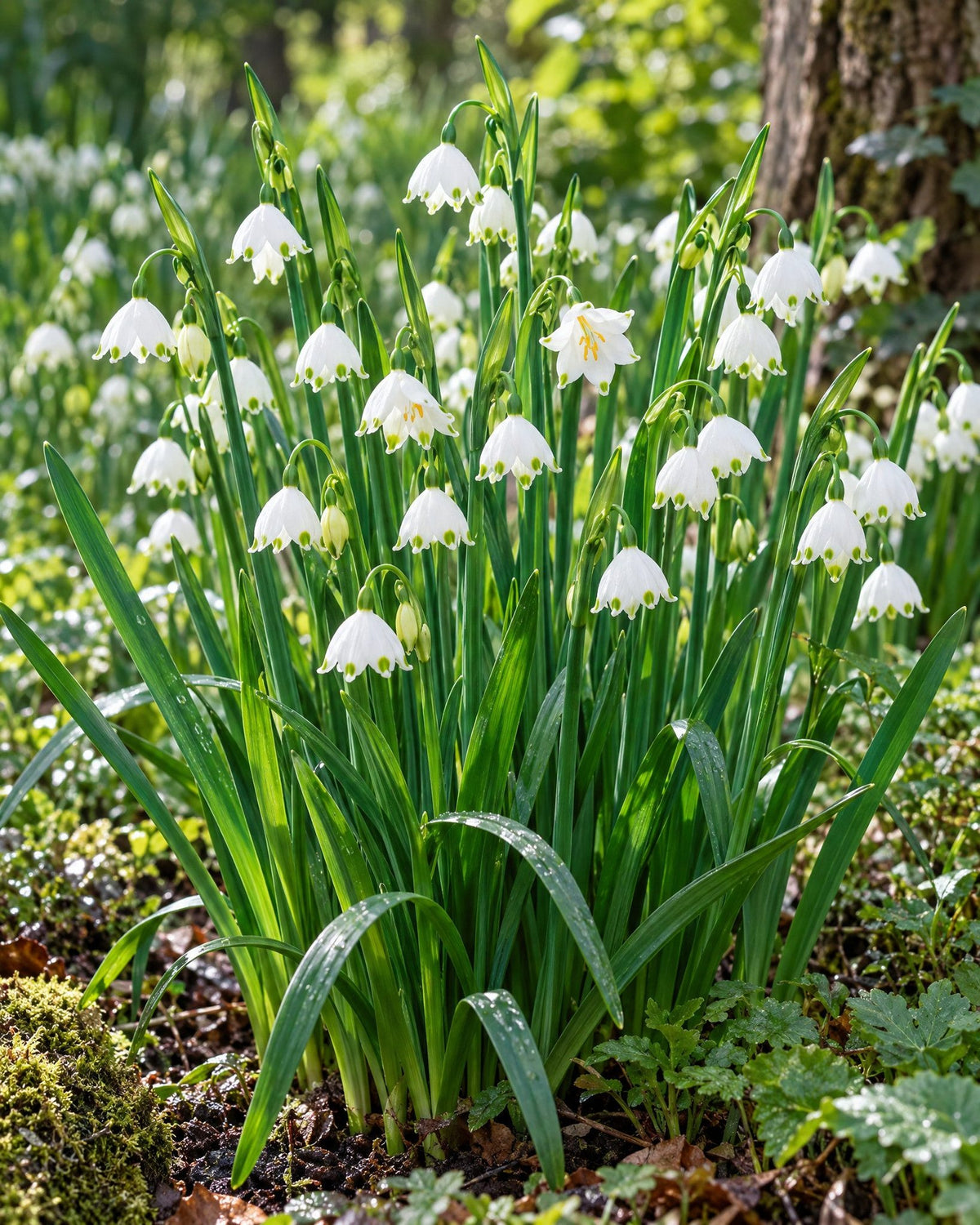 Sommerklokke med hvide, grøntspidsede klokkeformede blomster