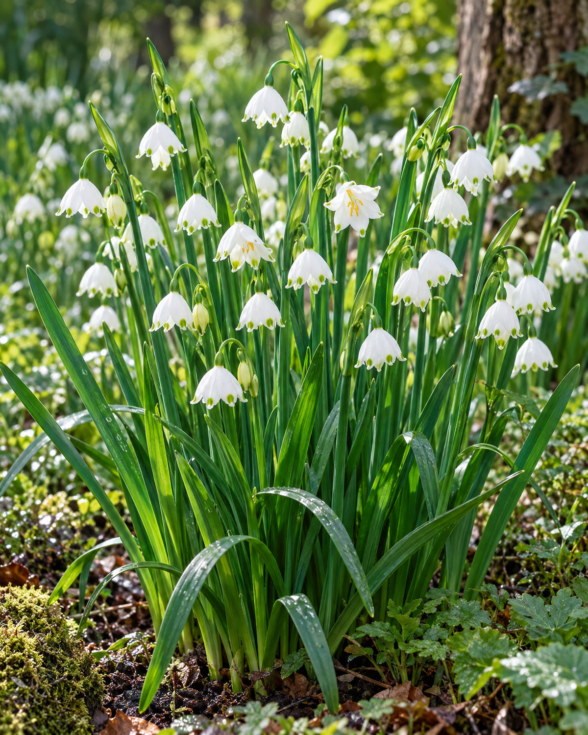 Sommerklokke med hvide, grøntspidsede klokkeformede blomster