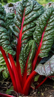 Bladbede 'Rhubarb Chard' frø – foto af grøntsagsplanten