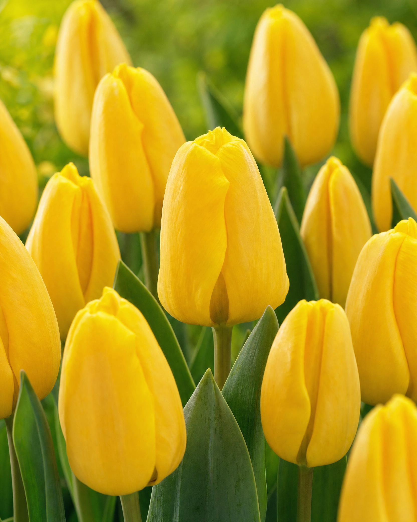 Tulipan 'Golden Apeldoorn' 11/12 cm