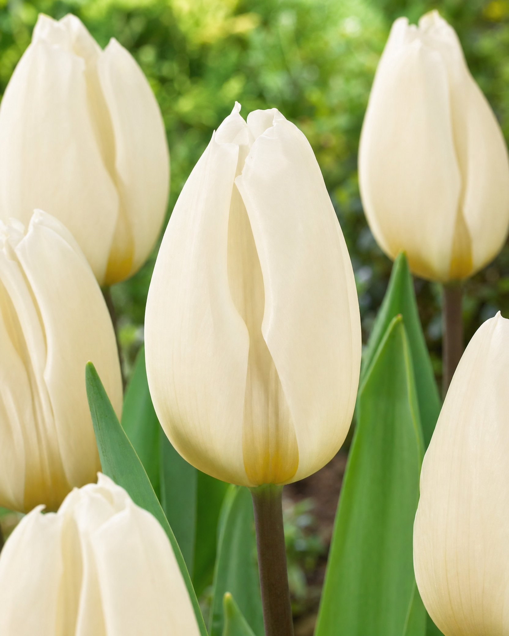 Tulipan 'White Flag' 11/12 cm