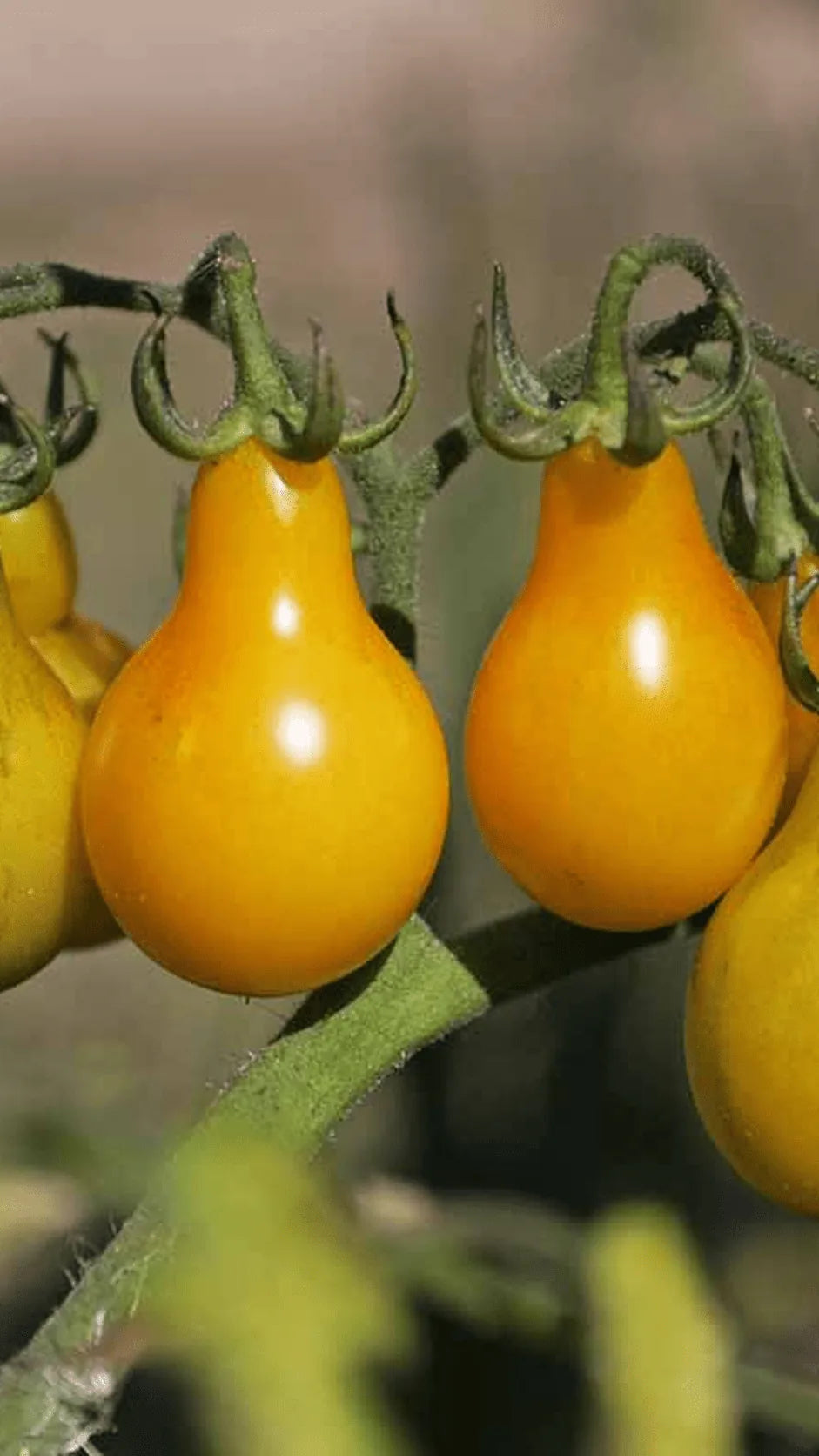 Cherrytomat 'Yellow Pearshaped' frø – foto af grøntsagsplanten