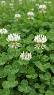 Hvidkløver - Irish Luck