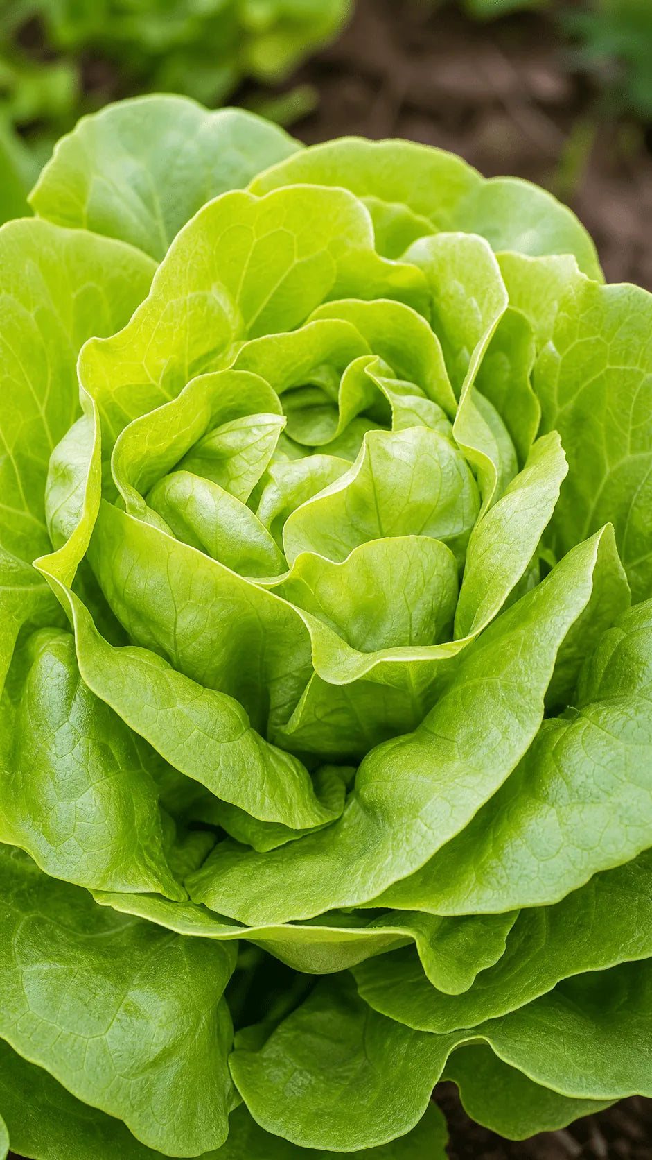 Hovedsalat 'Hilde II' frø – foto af grøntsagsplanten