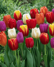 Farvet mix af triumftulipanløg til forårsblomster og snitblomster