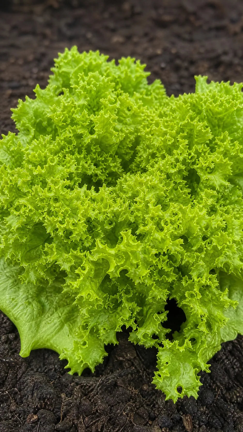 Pluksalat 'Bionda a foglia riccia' frø – foto af grøntsagsplanten