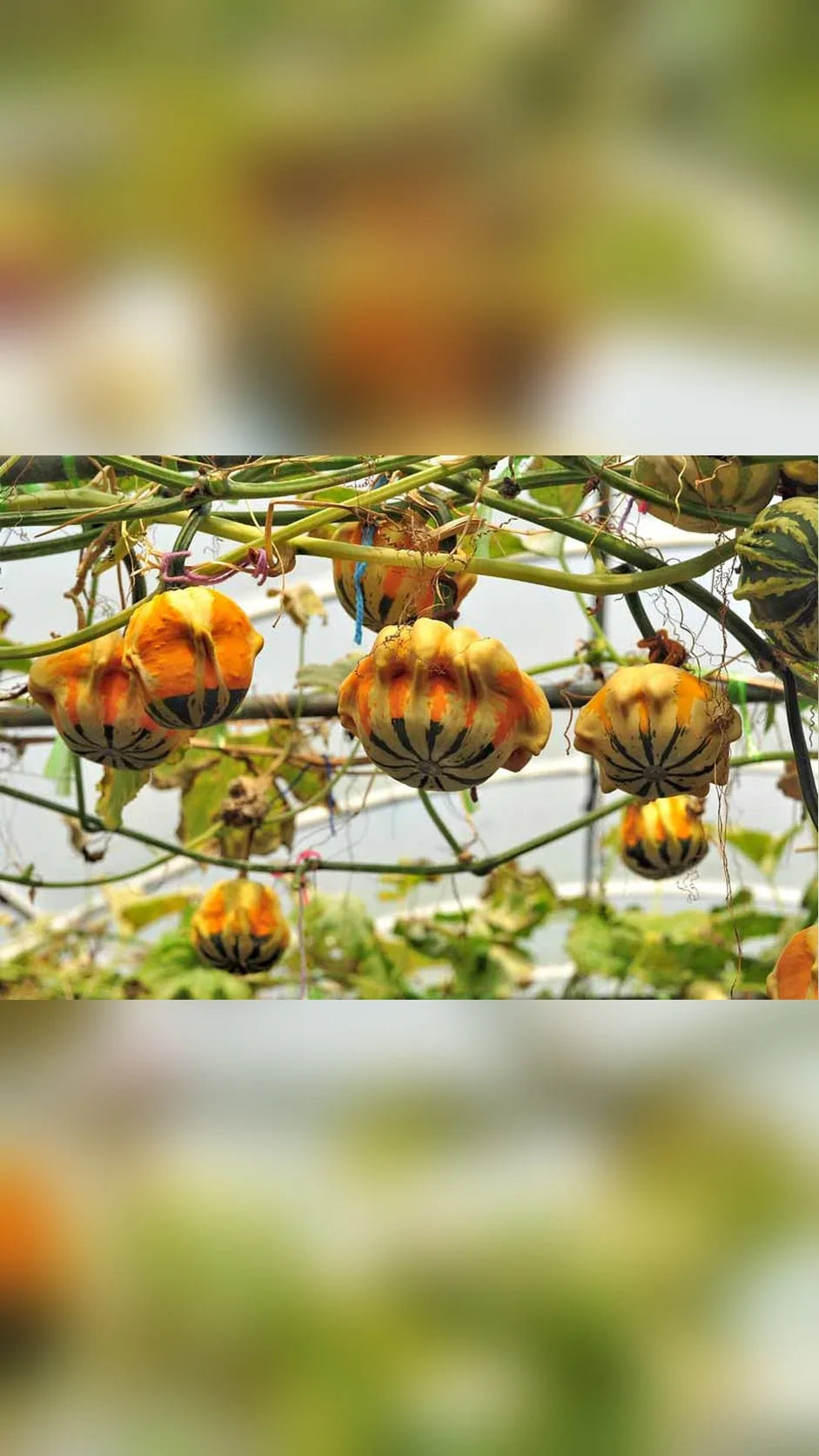 Pyntegræskar frø – foto af planten med frugter