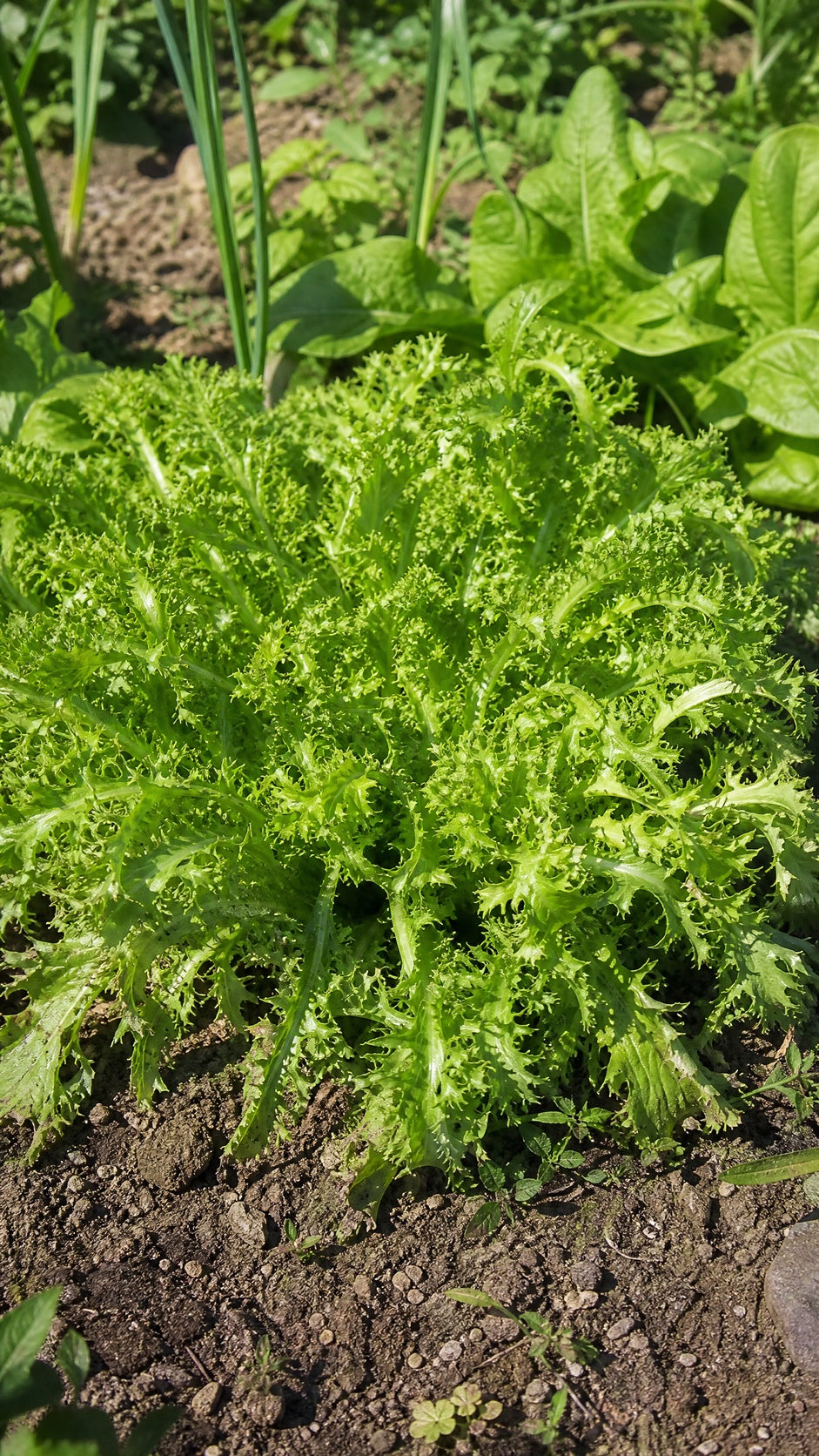 Krøllet endivie Grosse Pancaliere – tæt frisée-bladroset i køkkenhaven