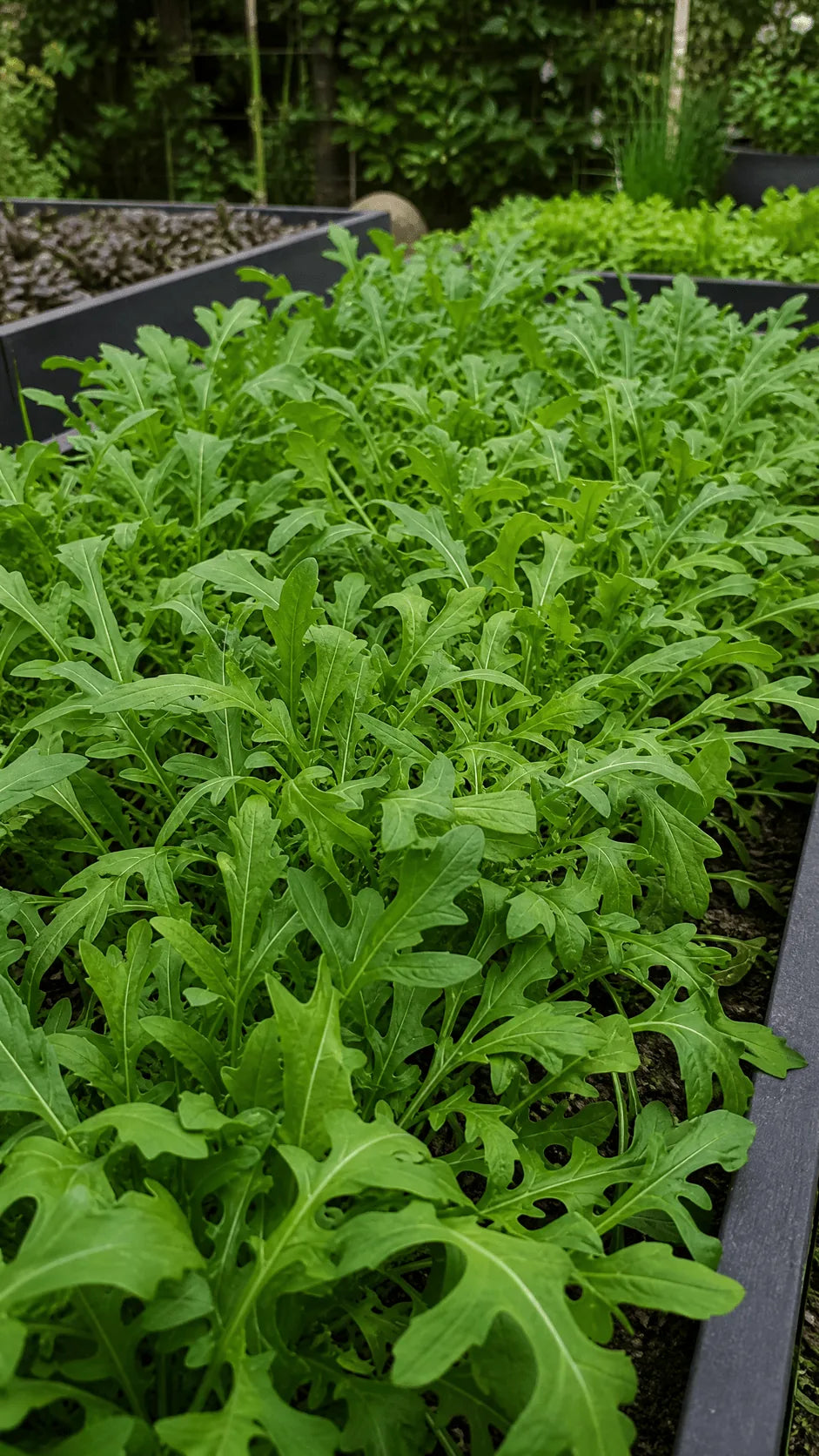 Vild rucola frø – foto af grøntsagsplanten