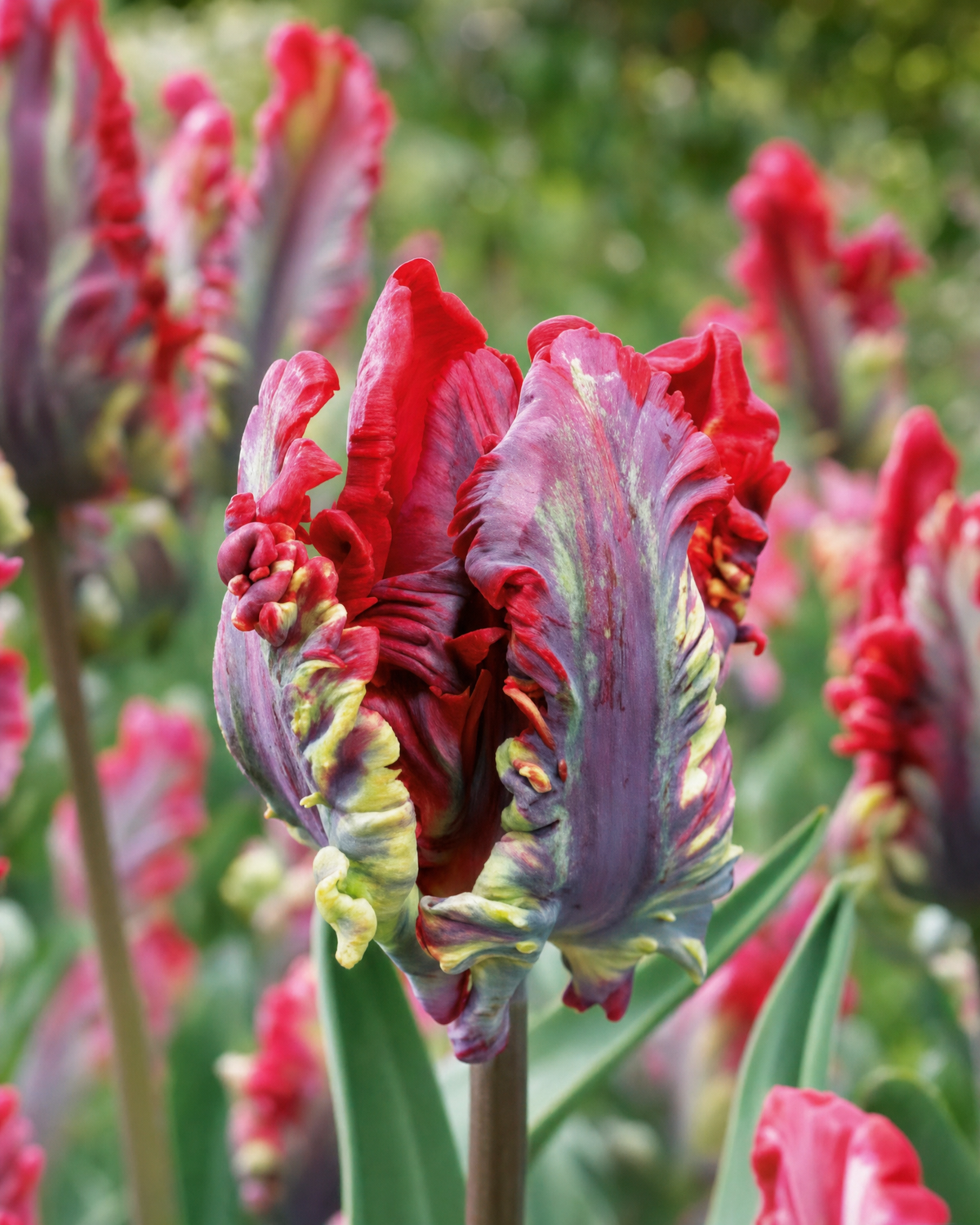Tulipan 'Rococo' 11/12 cm