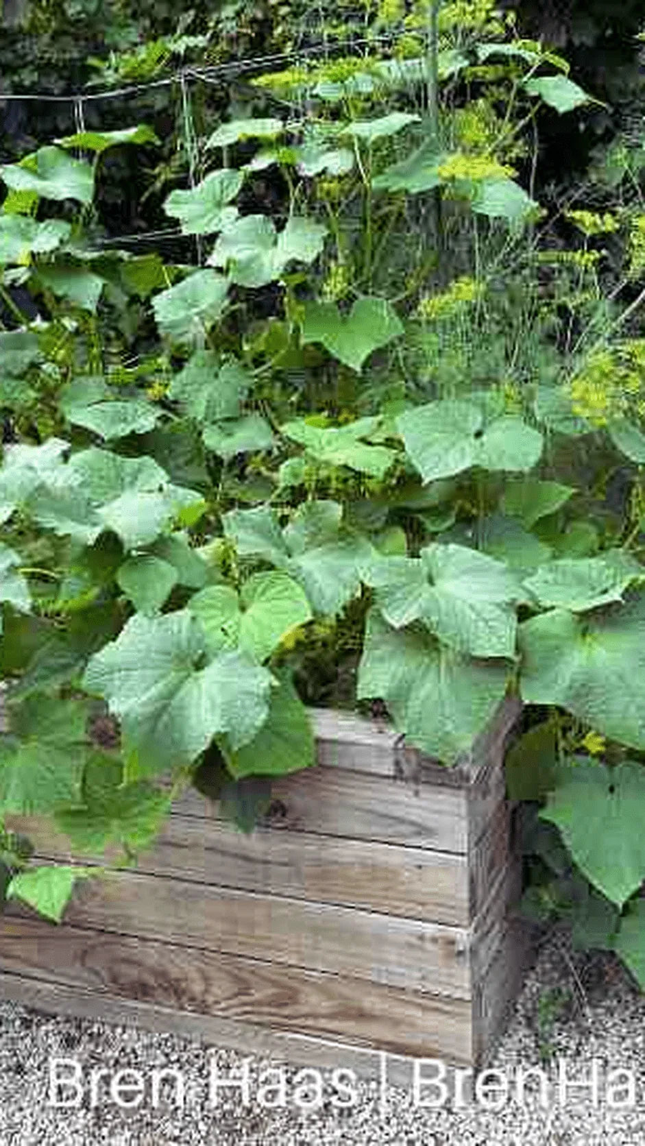 Agurk Sonja frø – foto af agurkplanten