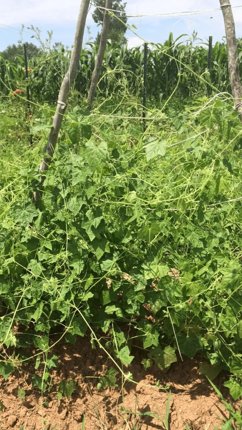 Miniagurk Jungleagurk frø – foto af agurkplanten