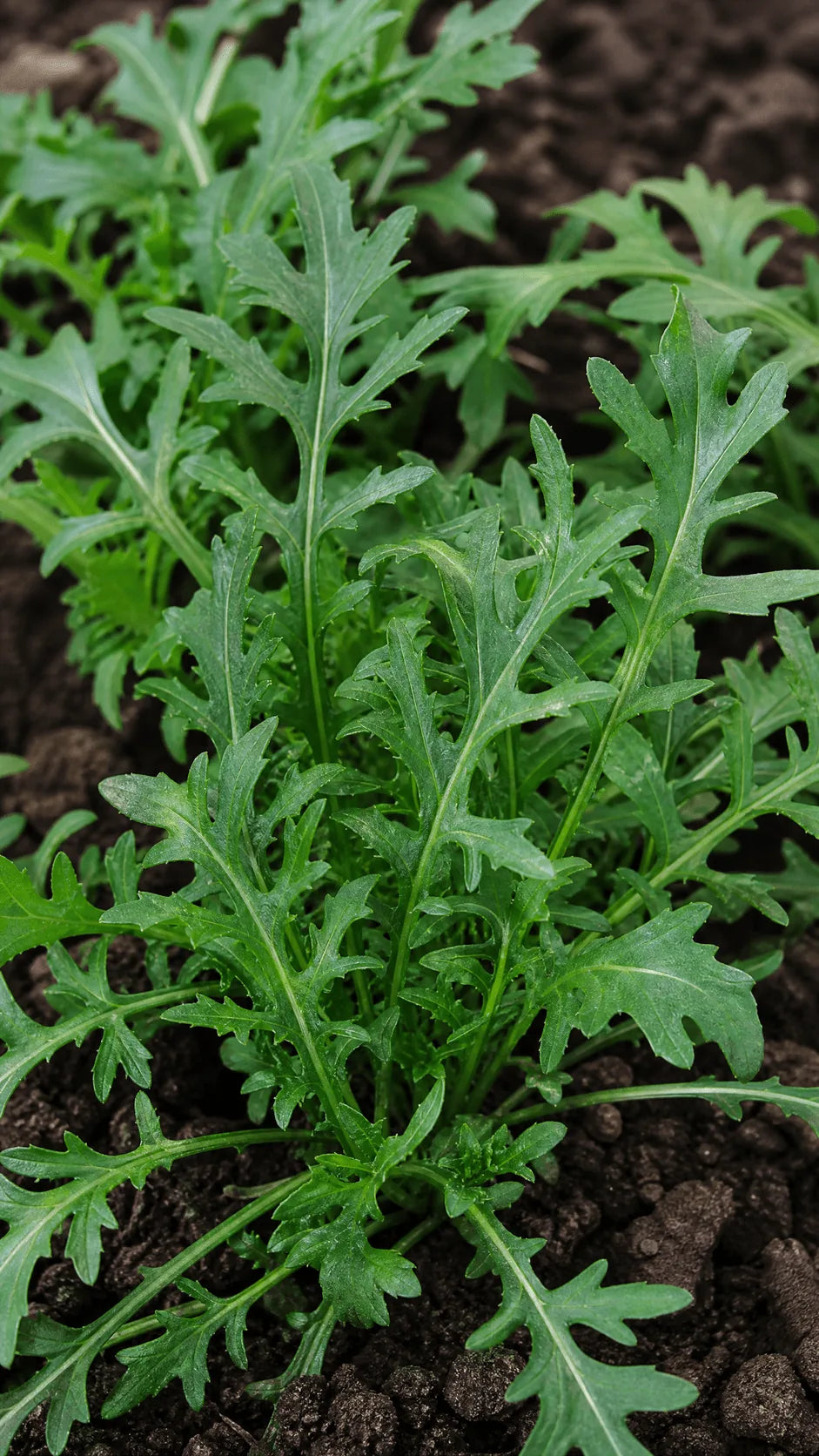 Vild rucola frø – foto af grøntsagsplanten