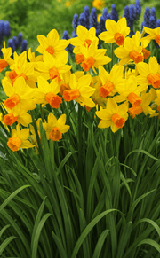 Narcissus Jetfire blomsterløg med gule kronblade og orange midterbægre
