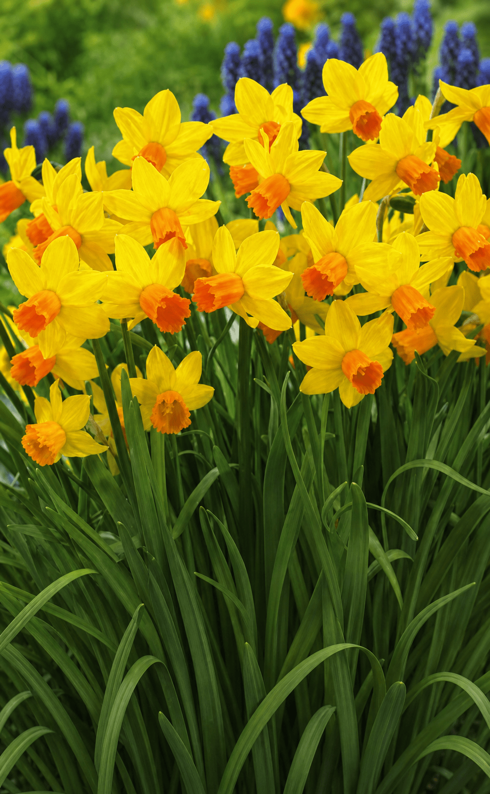 Narcissus Jetfire blomsterløg med gule kronblade og orange midterbægre