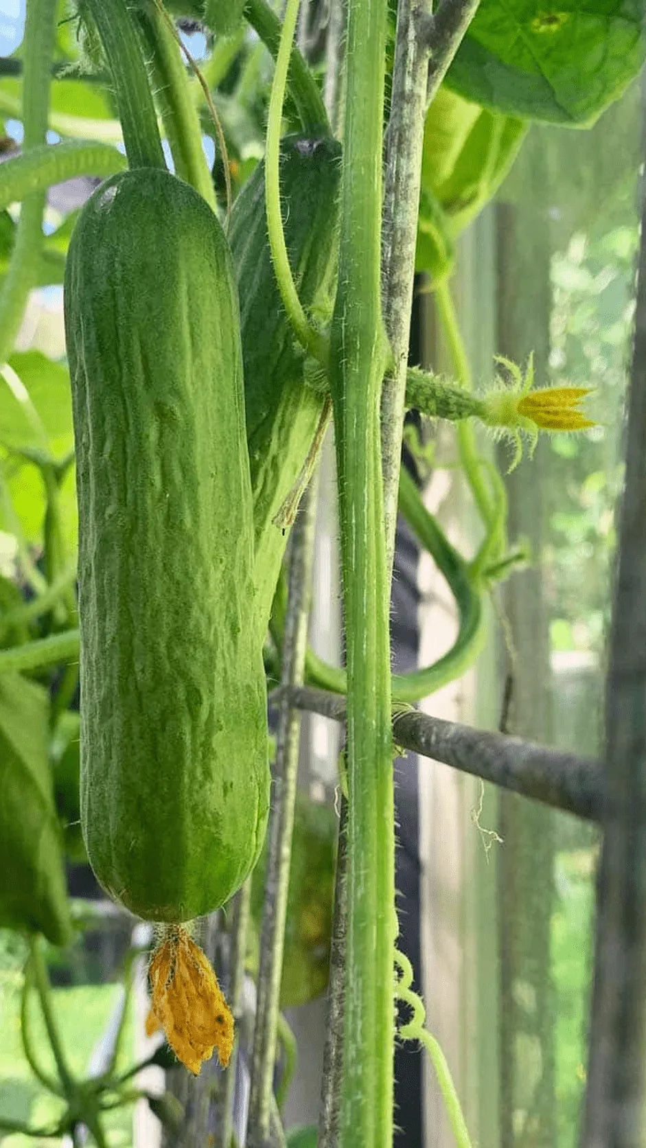 Agurk Vorgebirgstrauben frø – foto af agurkplanten