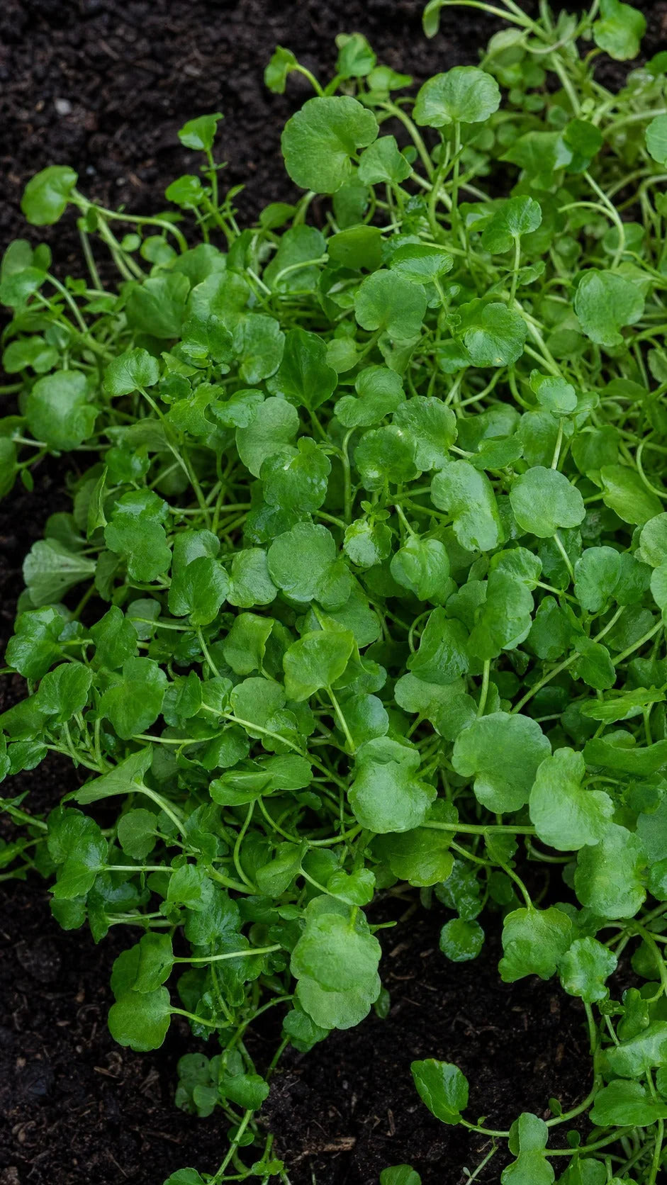 Brøndkarse Watercress i fugtig jord – lodret format