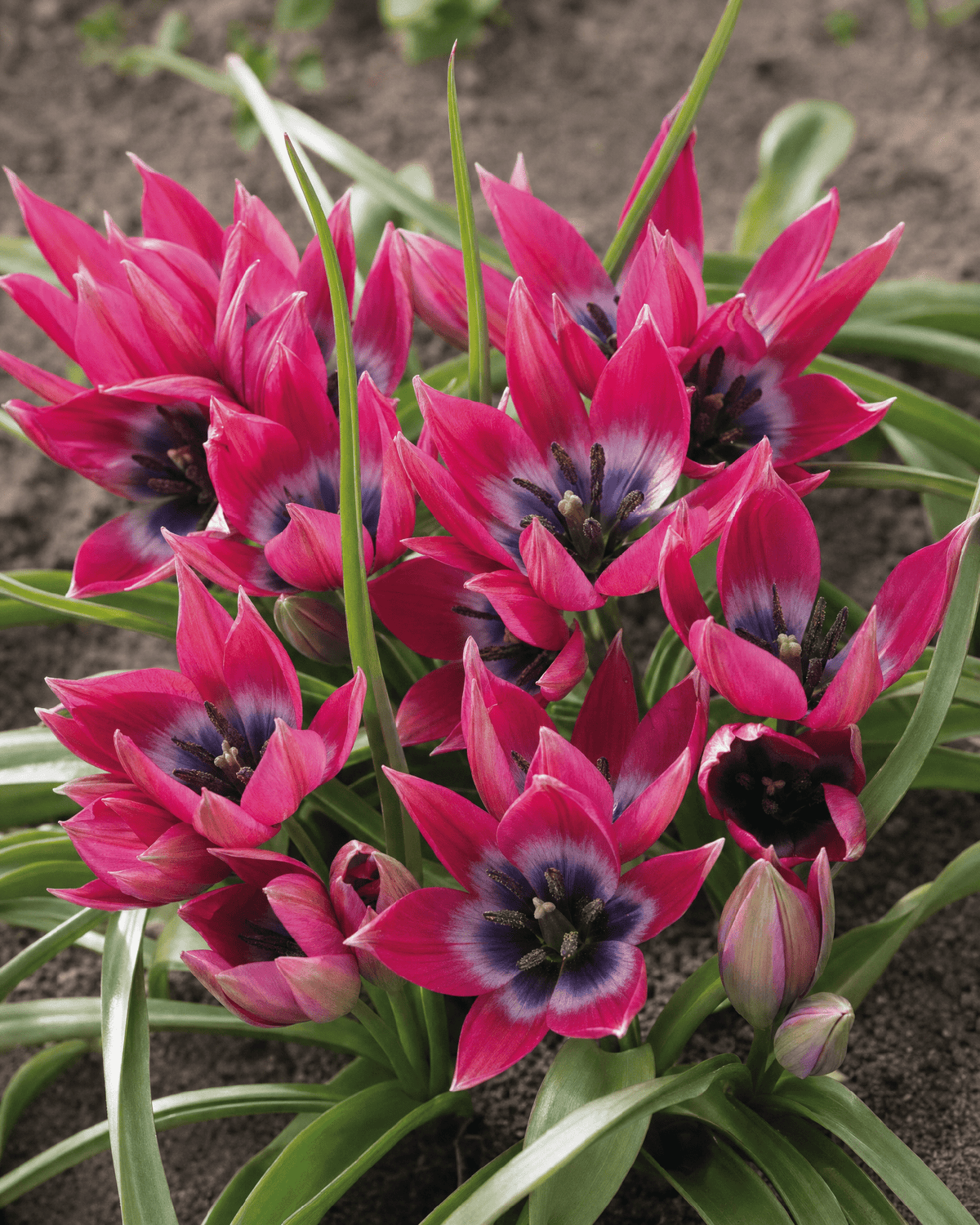 Botanisk tulipan 'Little Beauty' blomster med lyserøde blade og mørkt center
