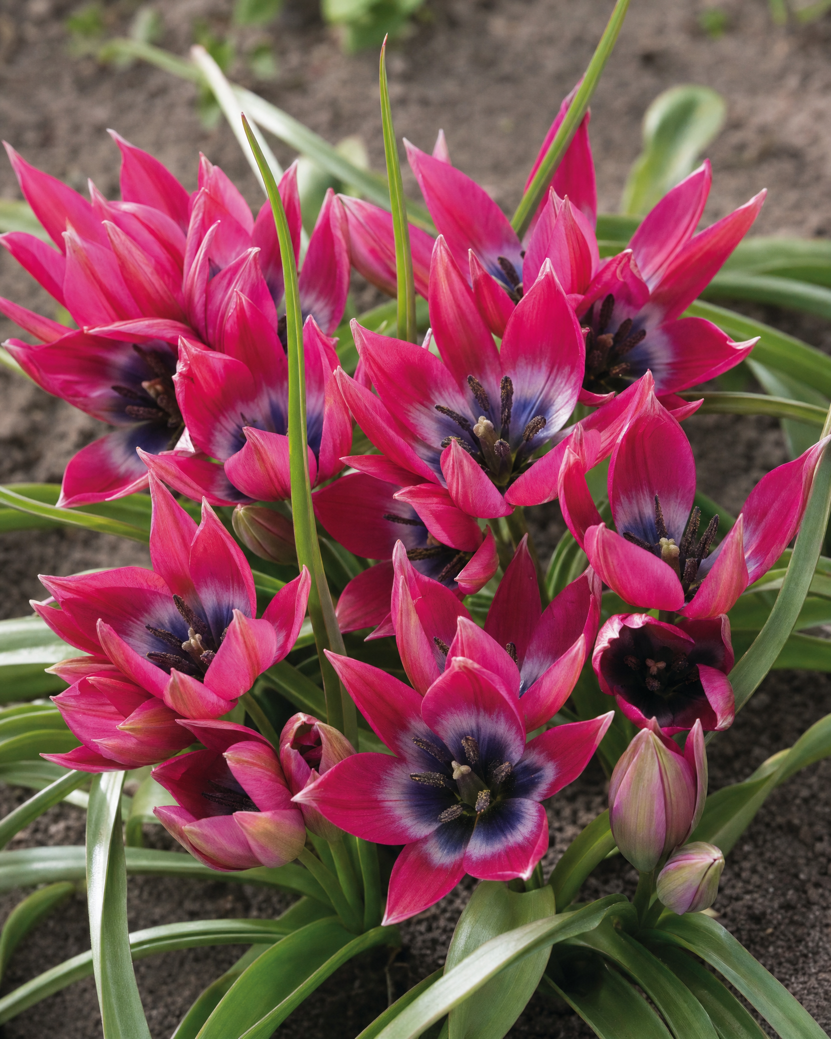 Botanisk tulipan 'Little Beauty' 6/7 cm