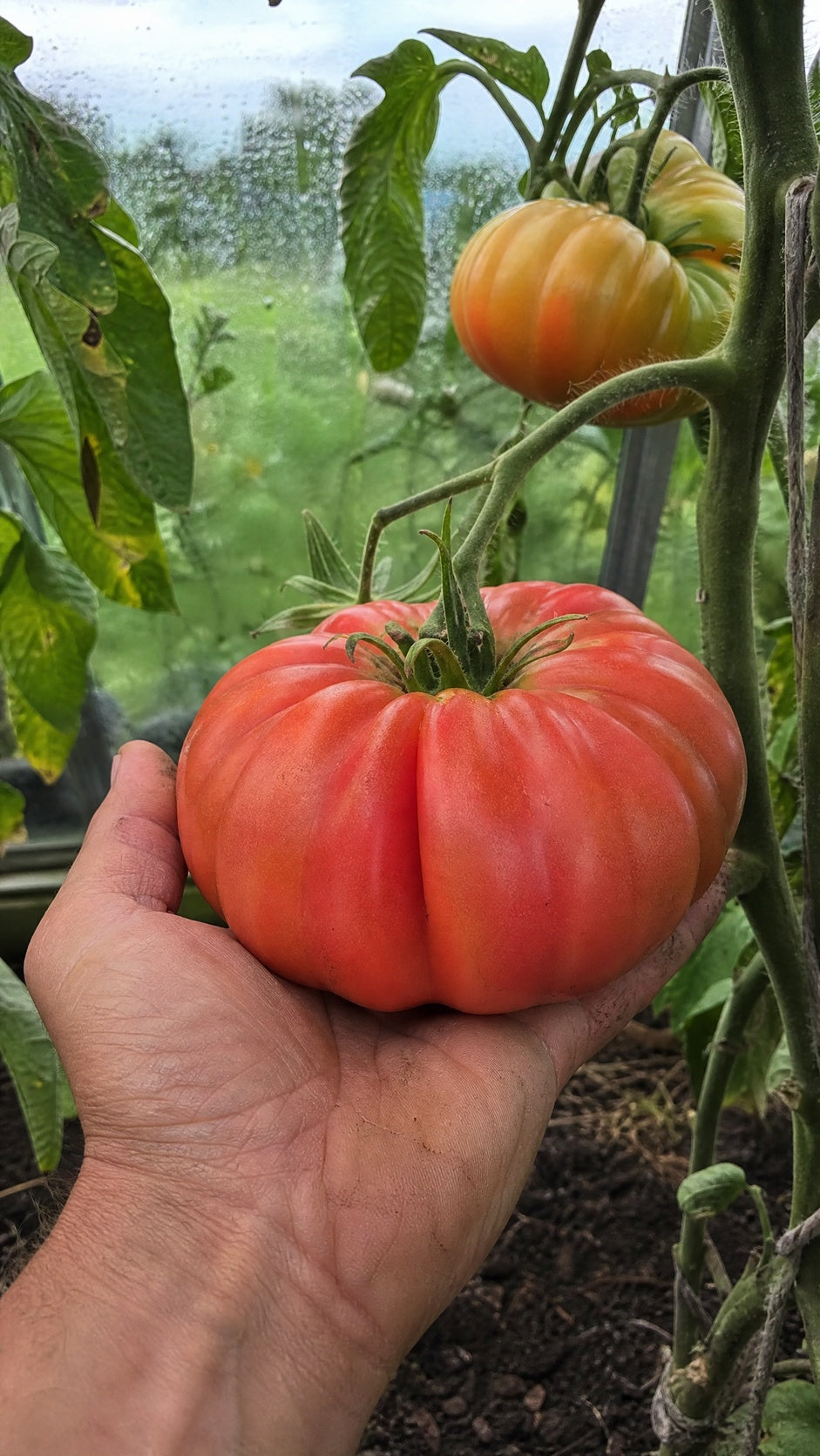 Bøftomat Marmande – stor kødfuld tomat under høst