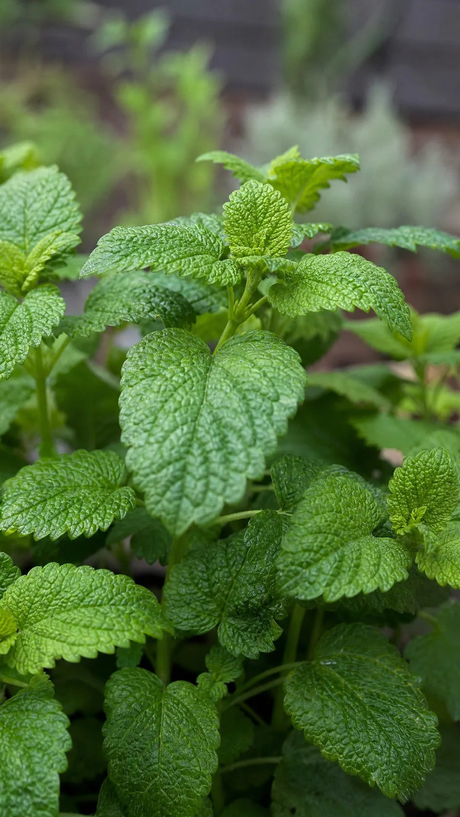Citronmelisse fra tæt vinkel