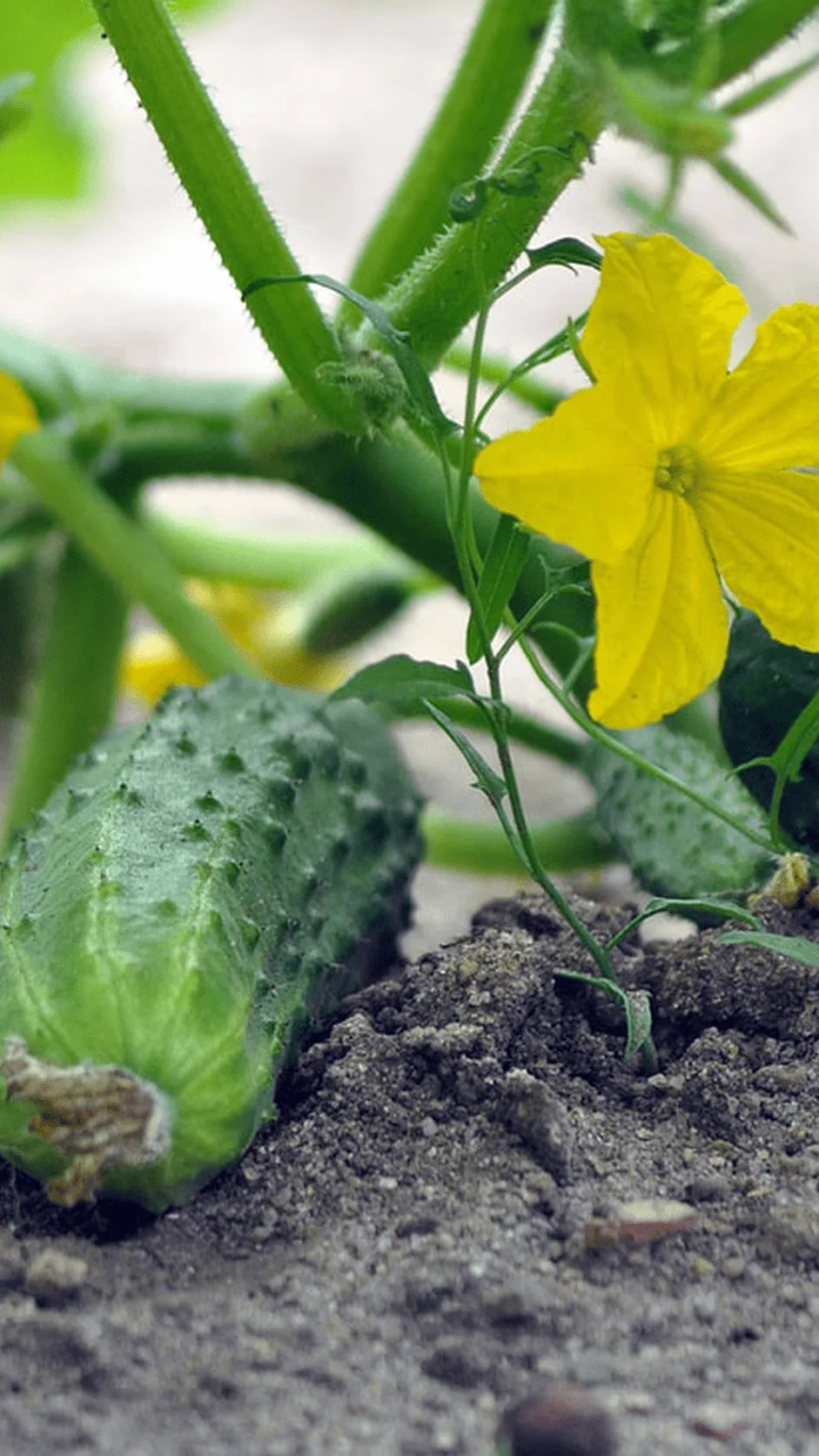 Agurk Vorgebirgstrauben frø – foto af agurkplanten