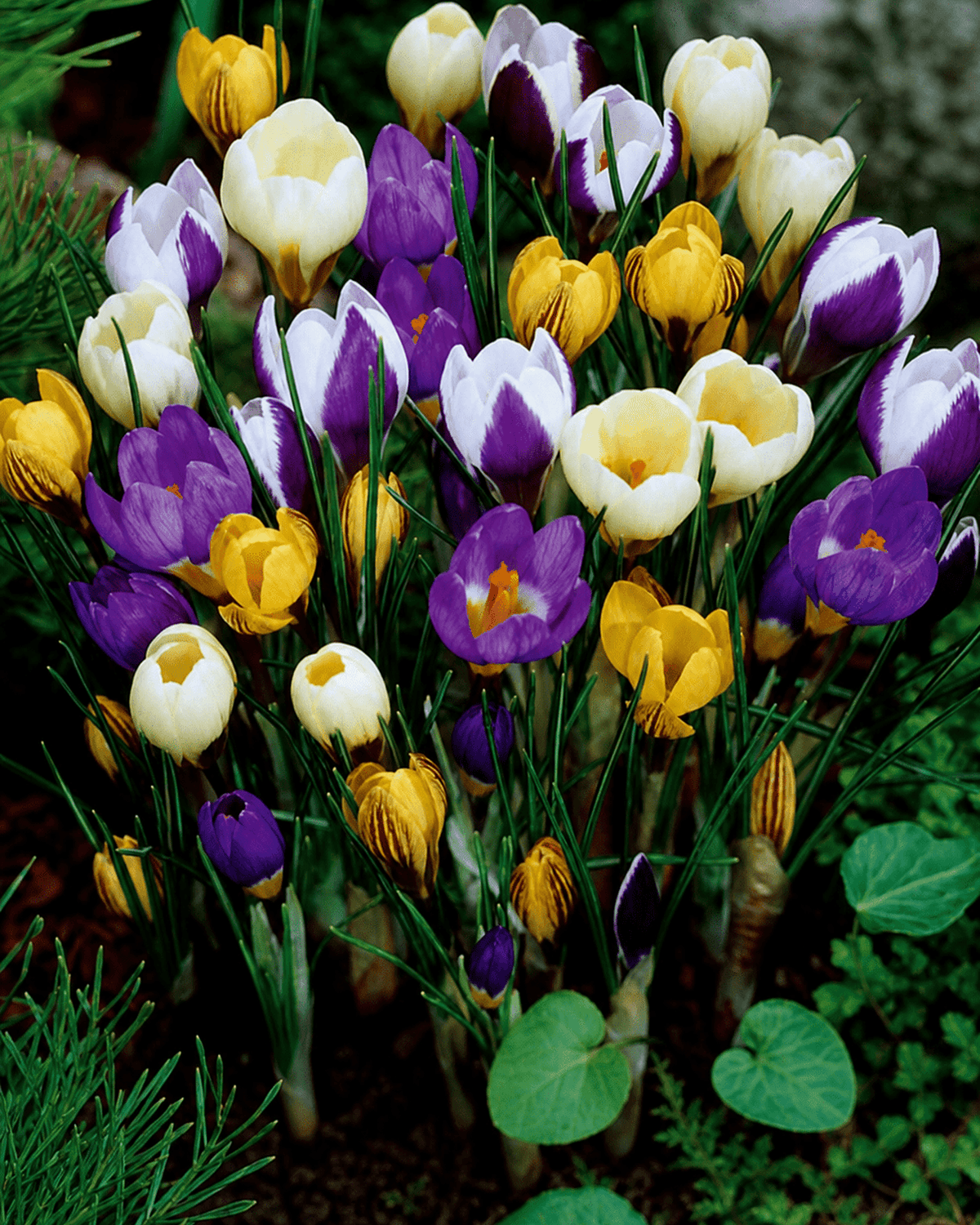 Gule og lilla krokus i blomst med grønne blade