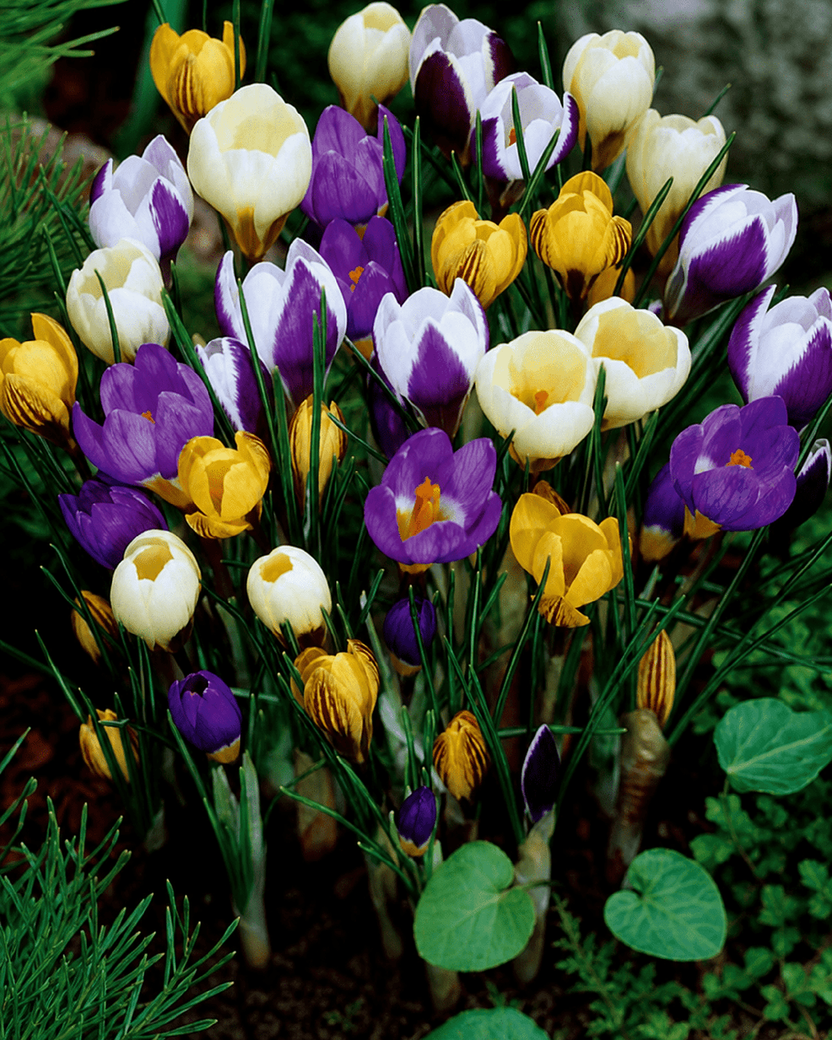 Gule og lilla krokus i blomst med grønne blade