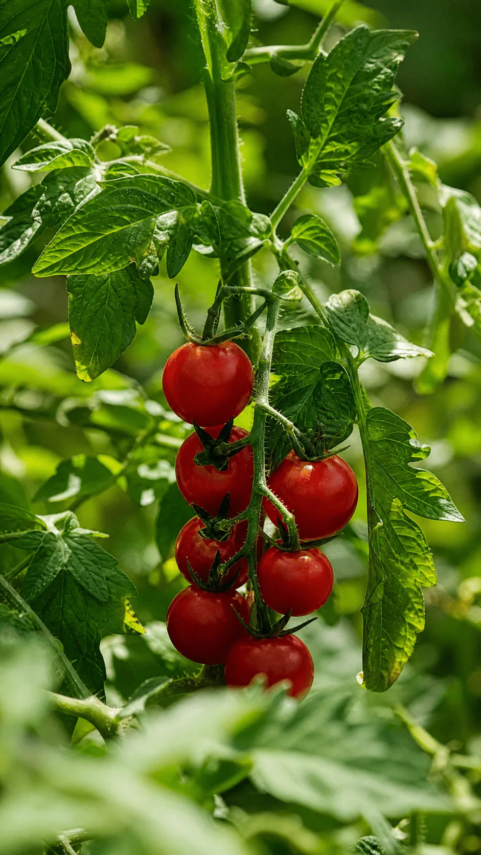 Cherrytomat 'Gardener's Delight' frø – foto af grøntsagsplanten