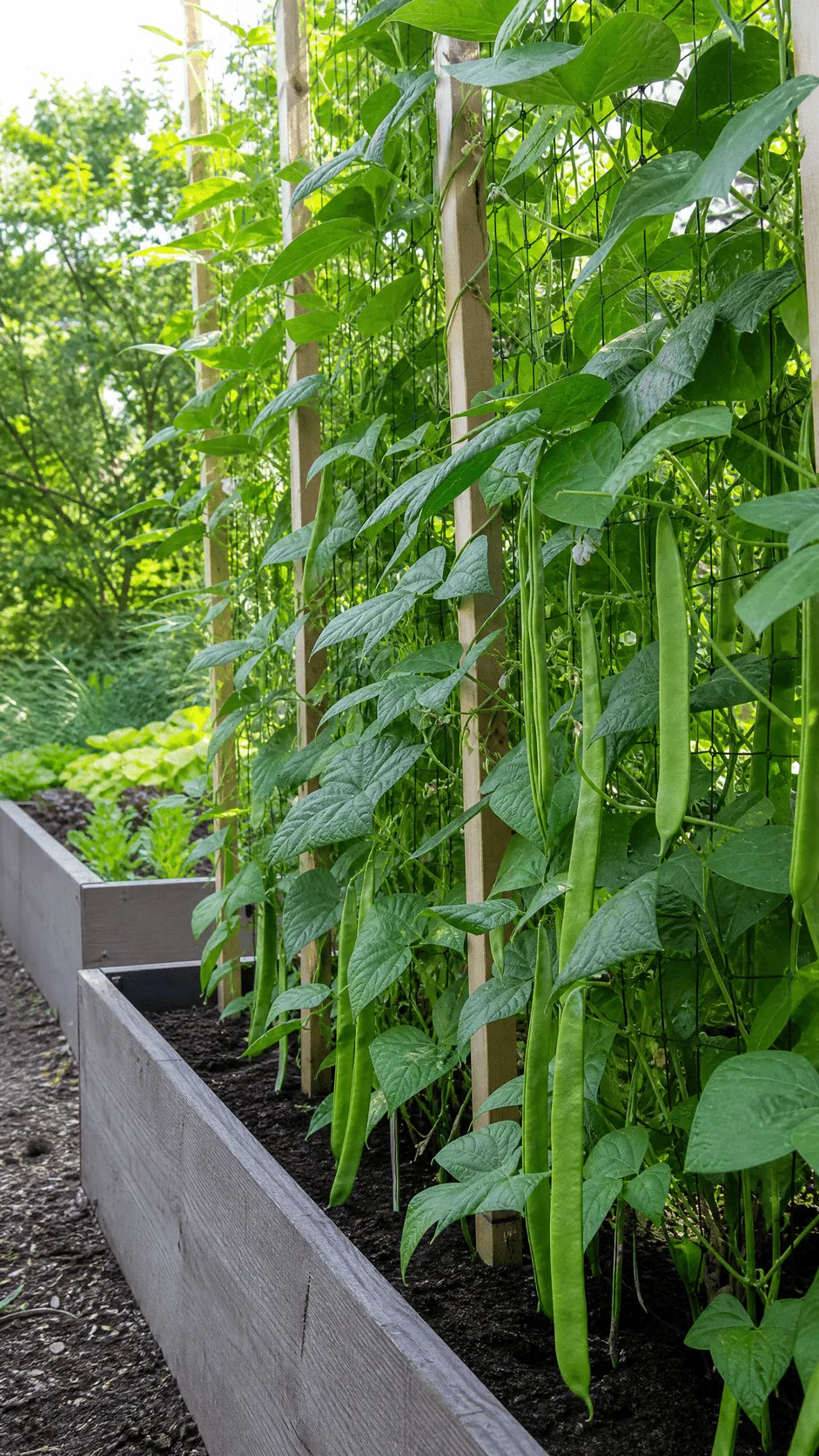 Stangbønne 'Helda' frø – foto af stangbønneplanten med grønne bælge