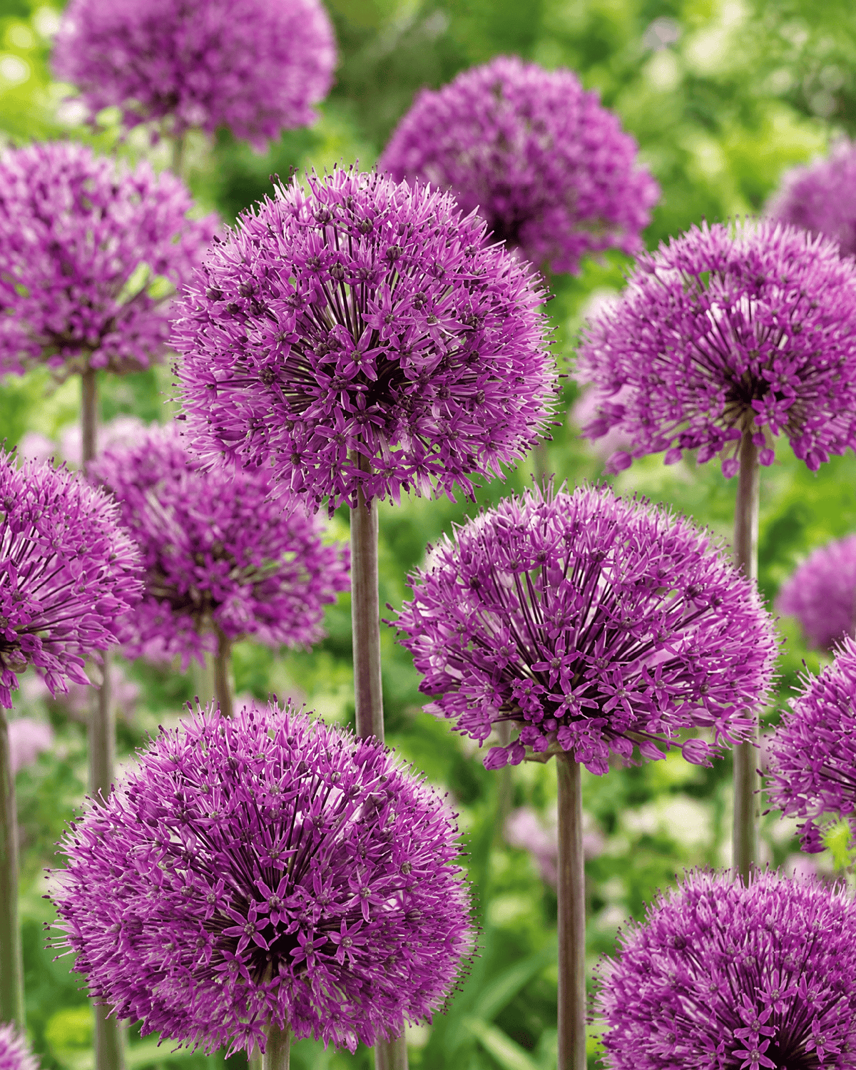 Lilla Allium Purple Sensation med store blomsterkugler