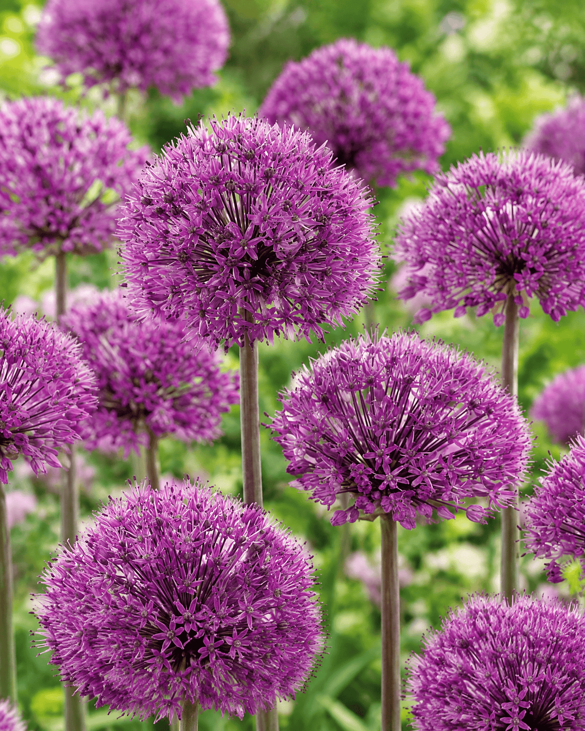 Prydløg Purple Sensation med lilla blomsterkugler