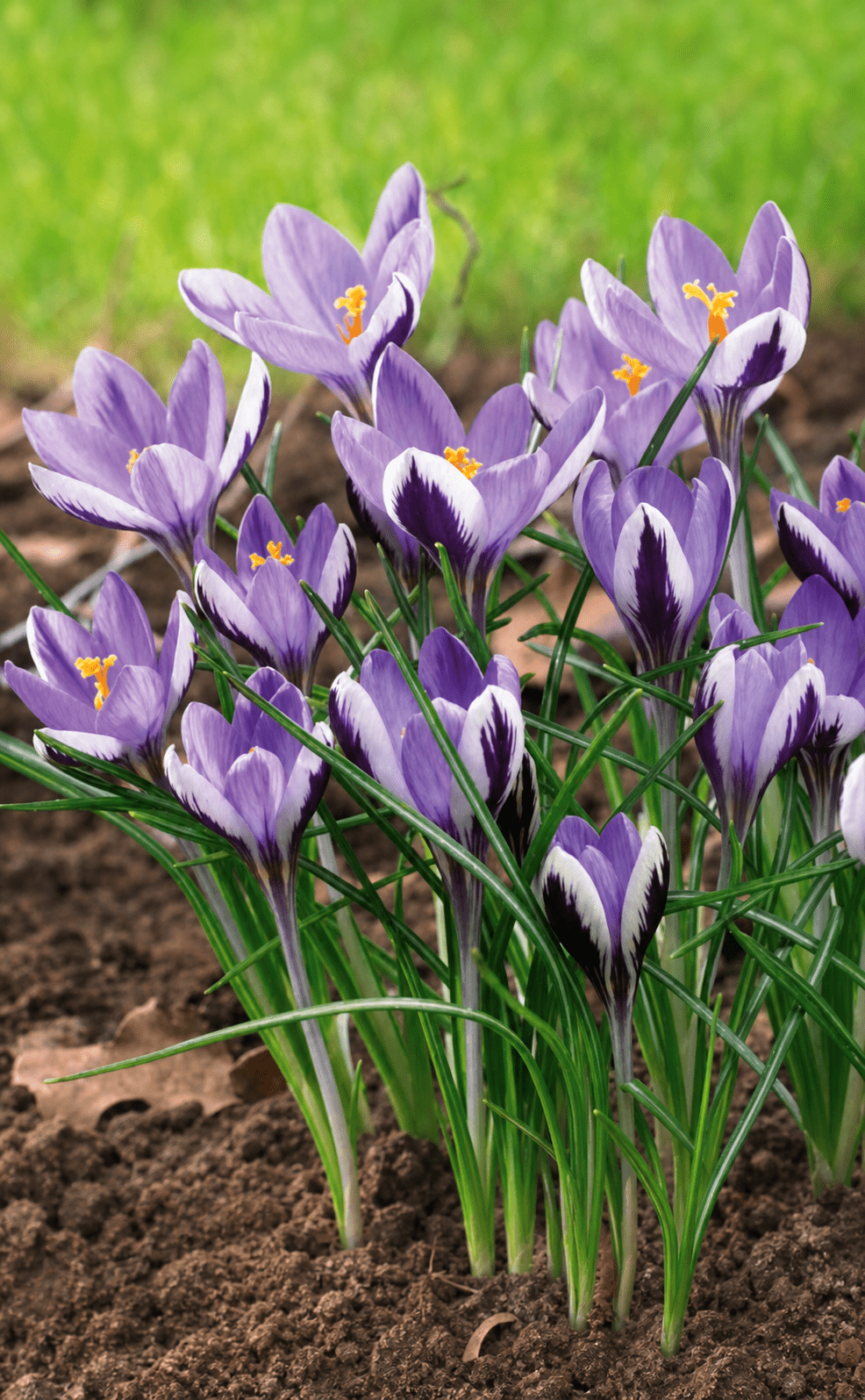 Crocus Spring Beauty blomsterløg med lilla-hvide striber og orange støvknapper