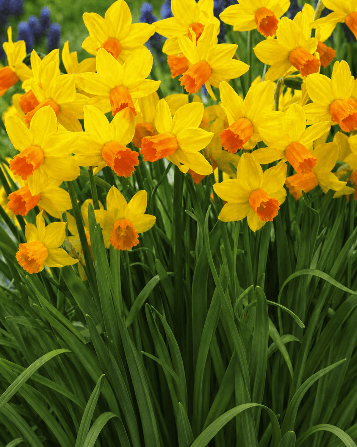 Gule Narcissus Jetfire med orange kroner i blomst