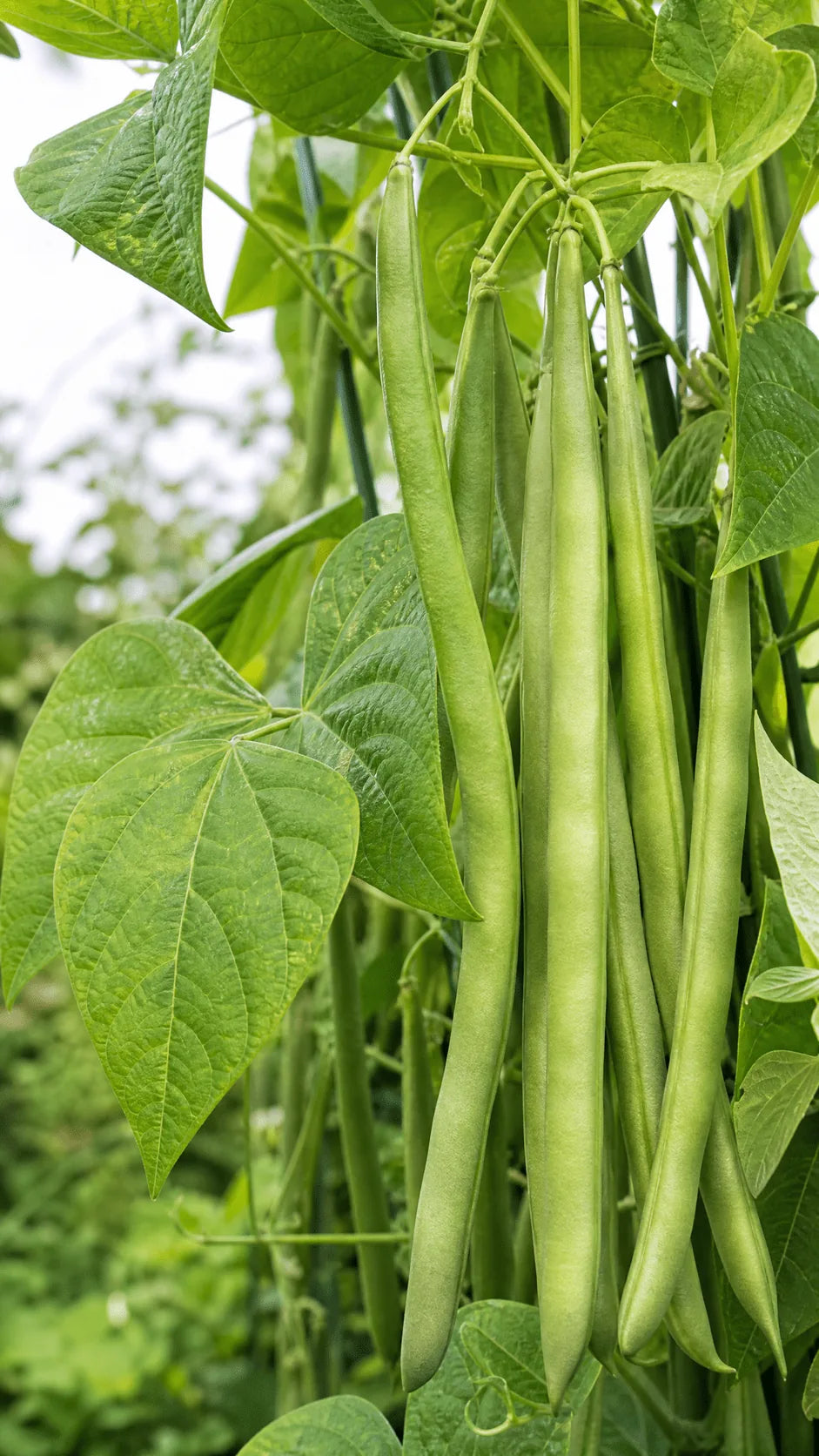 Stangbønne 'Neckarkönigin' 50 g frø – foto af stangbønneplanten med grønne bælge