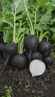 Vinterradise Black Spanish Round – kort produktfilm