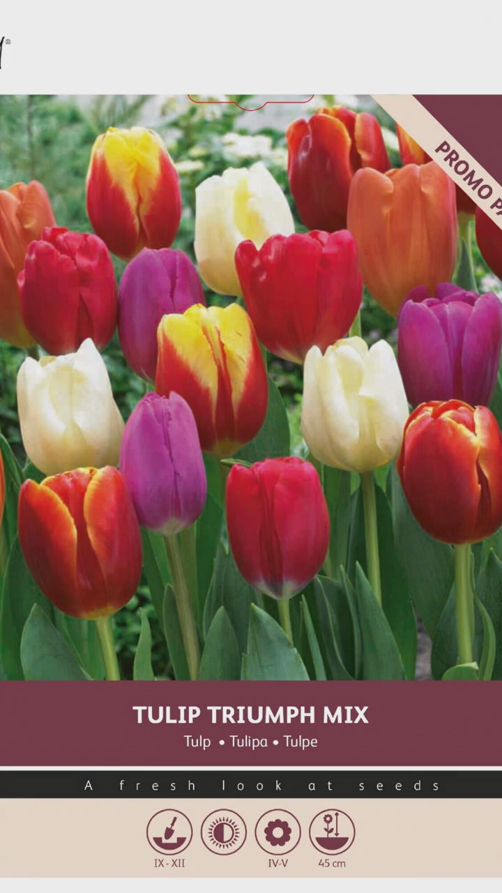 Indlæs video: Tulipan Triumf Mix