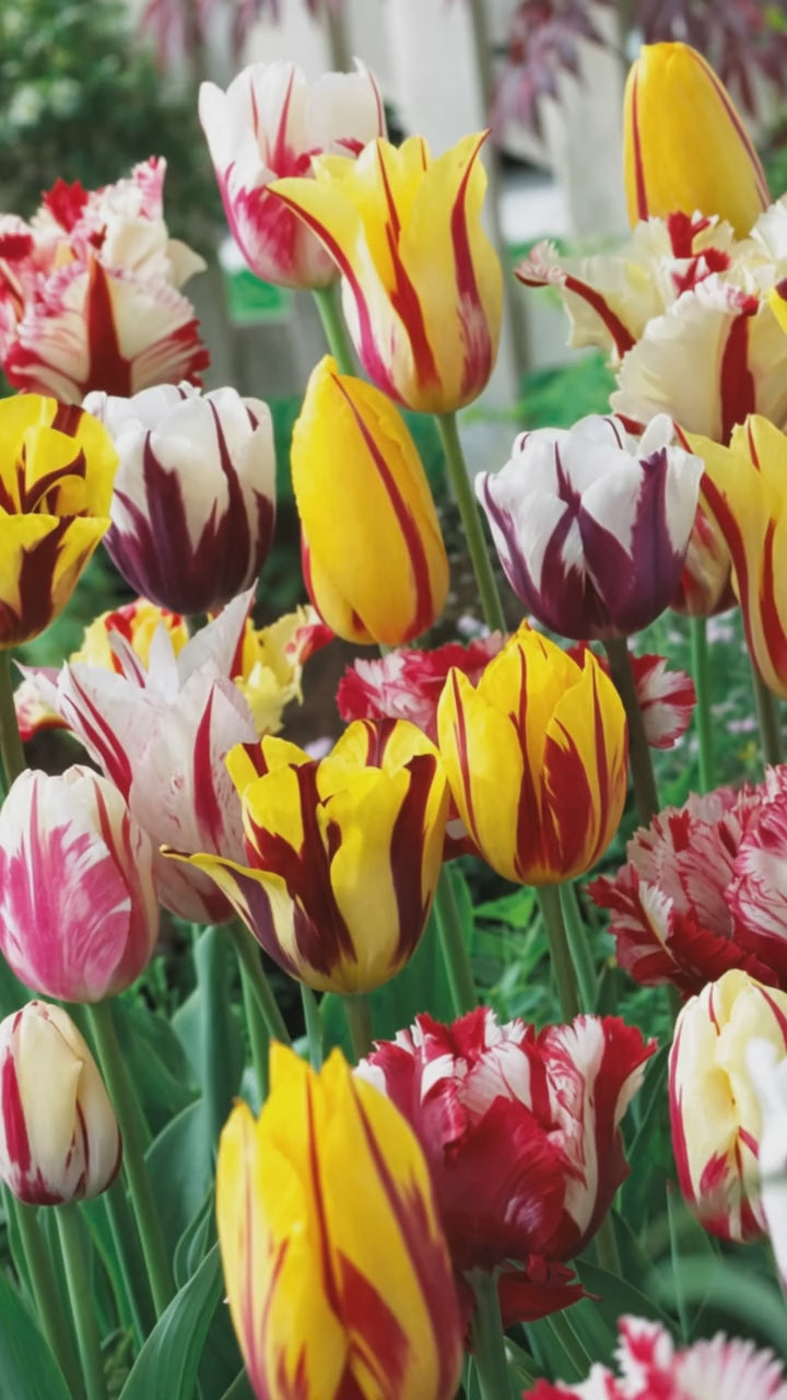 Indlæs video: Tulipan 'Rembrandt' blanding 11/12 cm