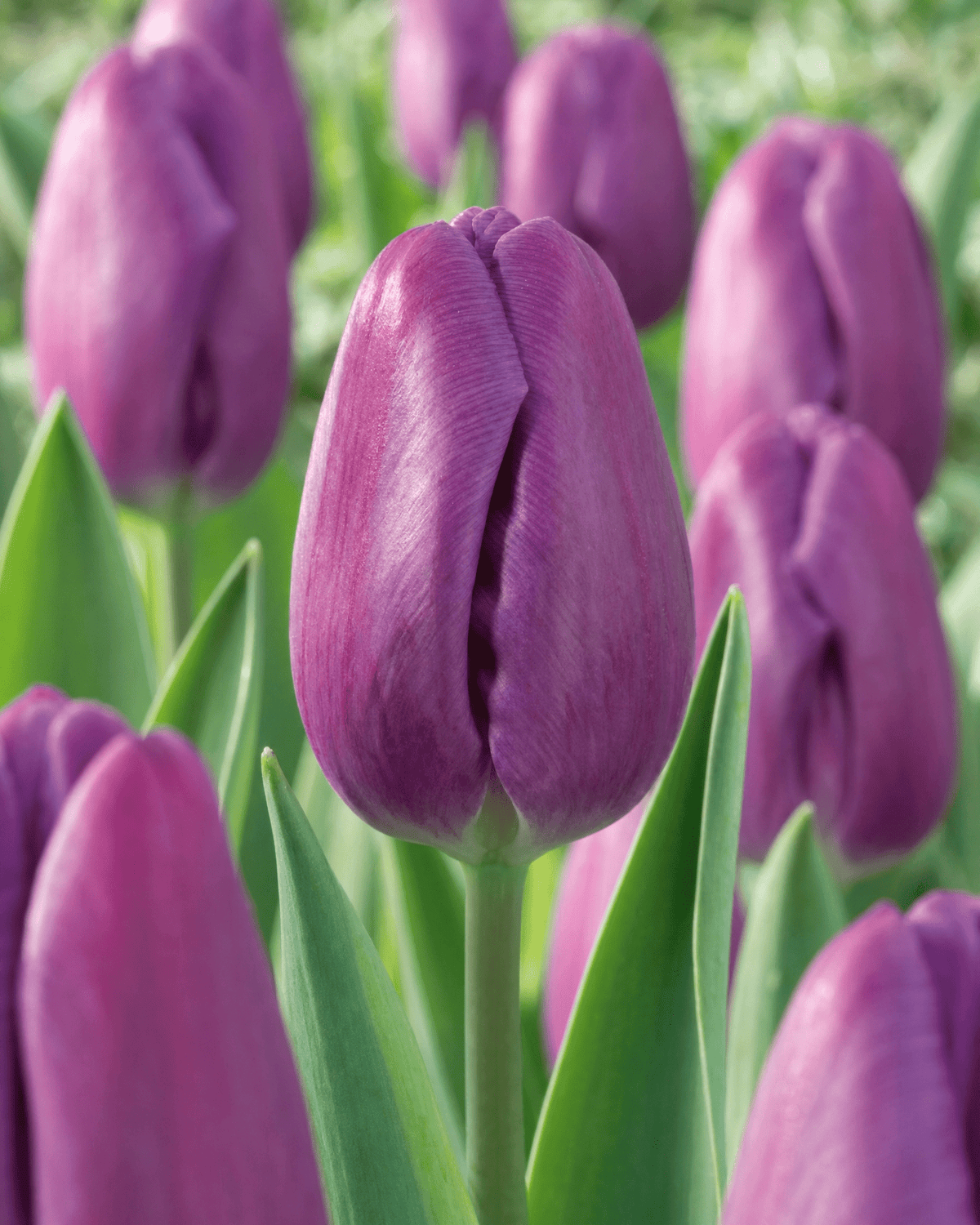Gruppeplantning af lilla Triumftulipaner i blomsterbed, illustrerer egnet til grupper og snitblomst