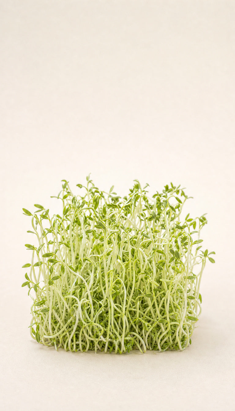 Økologiske linsespirer som plantebillede, mere afstand, 768 x 1344 px
