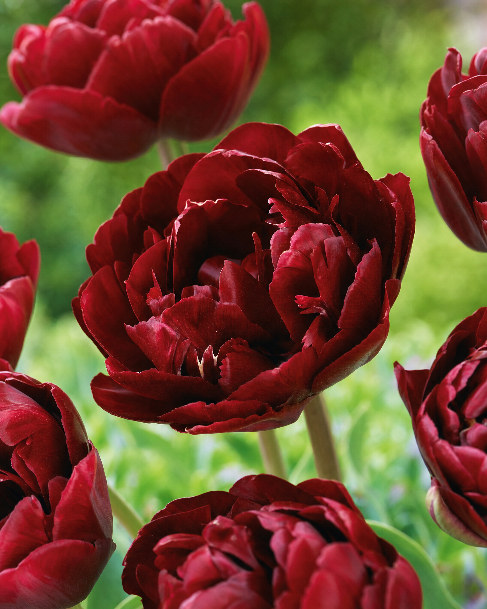 Tulipan 'Uncle Tom' 11/12 cm