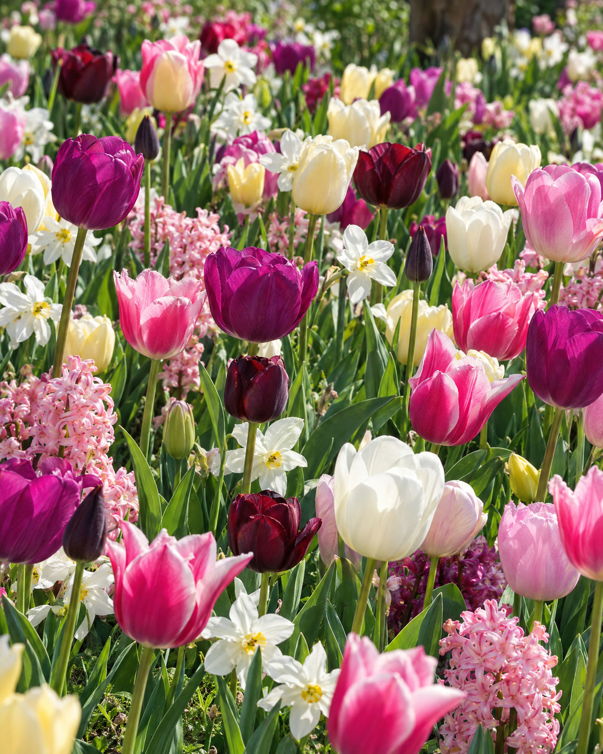 Blomstertæppe Mira med tulipaner, narcisser og hyacinter i rosa, lilla, hvid og gul