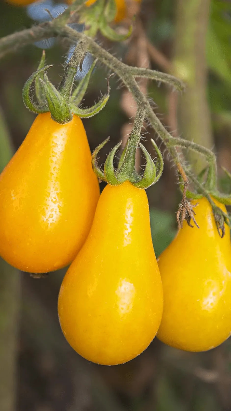 Cherrytomat 'Yellow Pearshaped' frø – foto af grøntsagsplanten