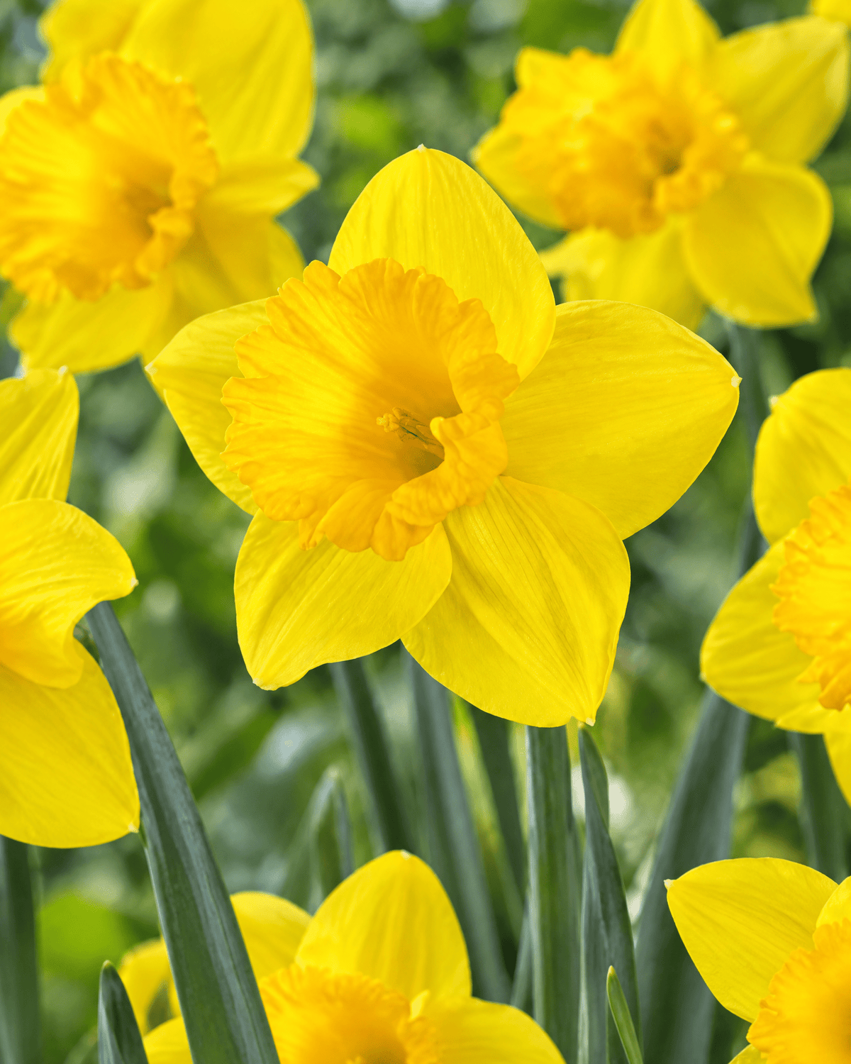 Gule narcisser i blomst med grønne blade