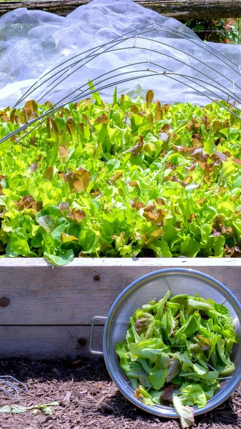 Vårsalat 'Vit' frø – foto af grøntsagsplanten
