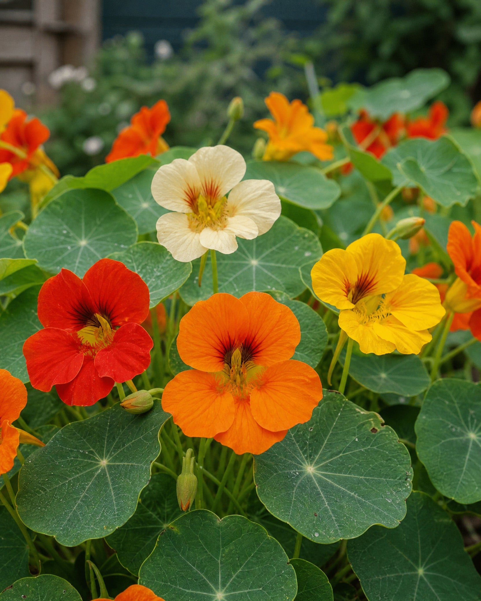 Nærbillede af Tropaeolum majus blomster i varme nuancer med karakteristiske skjoldformede blade