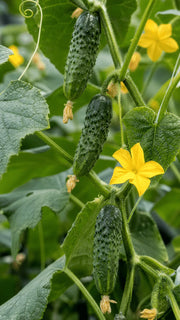 Agurk Cornichon de Paris frø – foto af agurkplanten